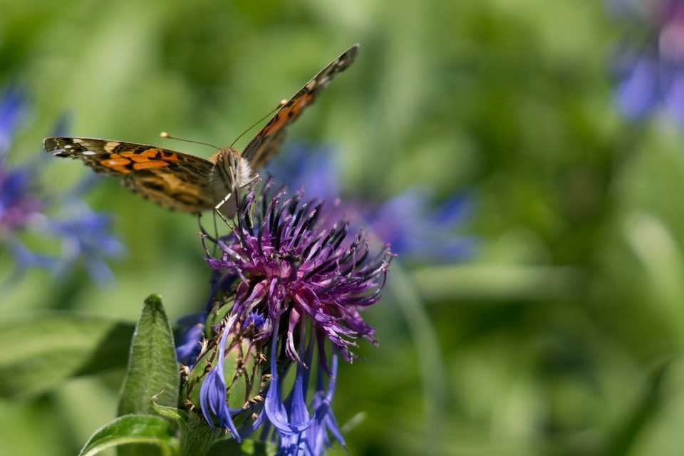 Butteryfly